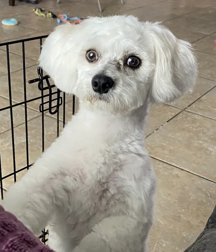 Osceola Animal Emergency Kissimmee Fl 34746 8