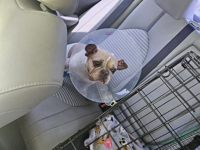 Mayfair Pet Hospital 12
