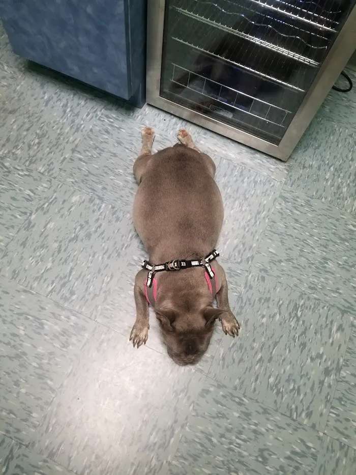 Mayfair Pet Hospital 12