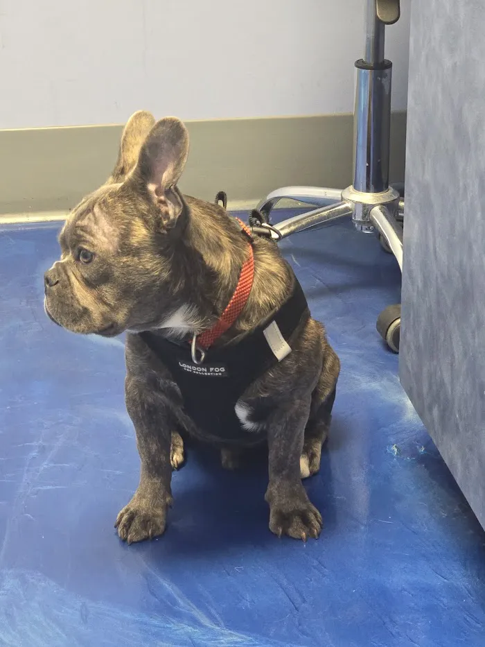 Mayfair Pet Hospital 12