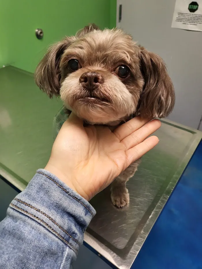Mayfair Pet Hospital 12