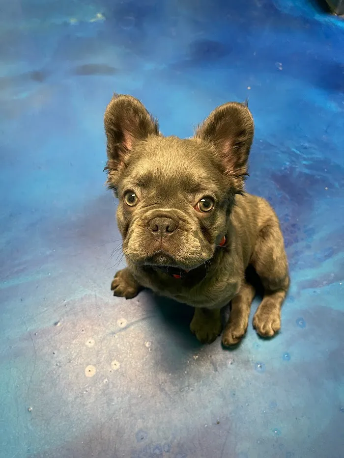 Mayfair Pet Hospital 12