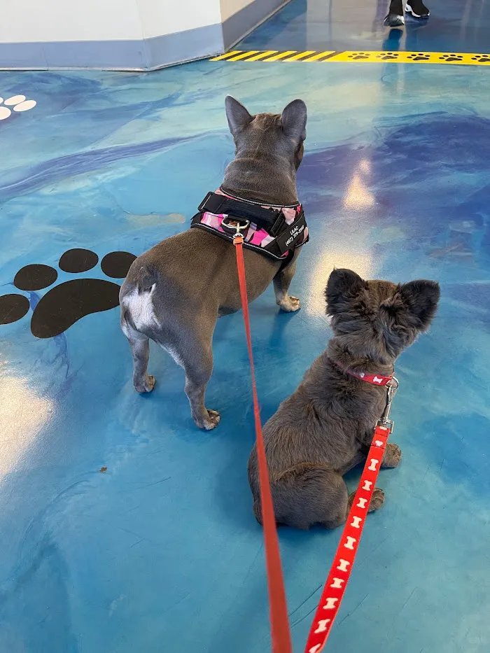 Mayfair Pet Hospital 12