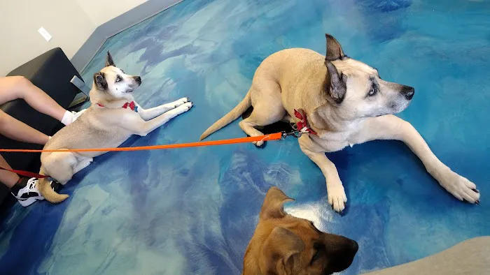 Mayfair Pet Hospital 12