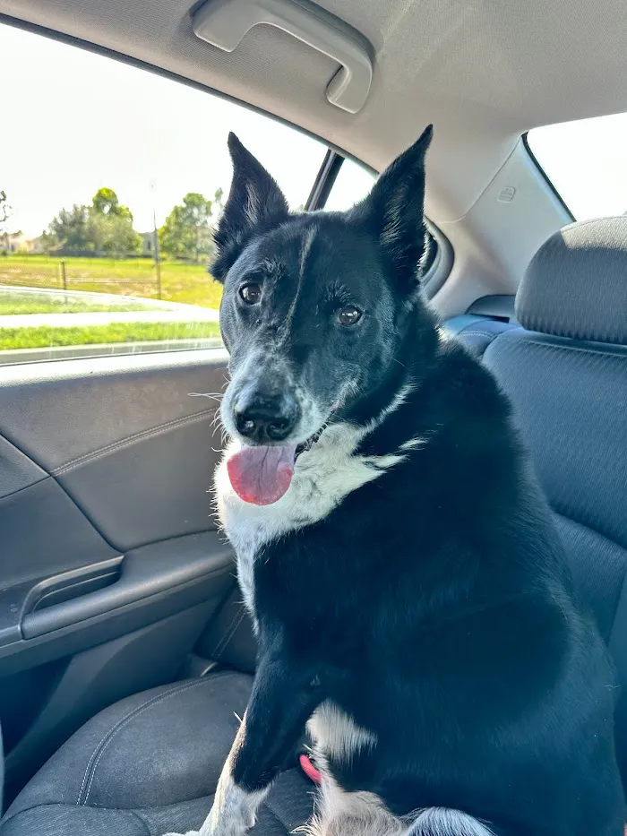 EVS Pet Urgent Care Of Kissimmee 6