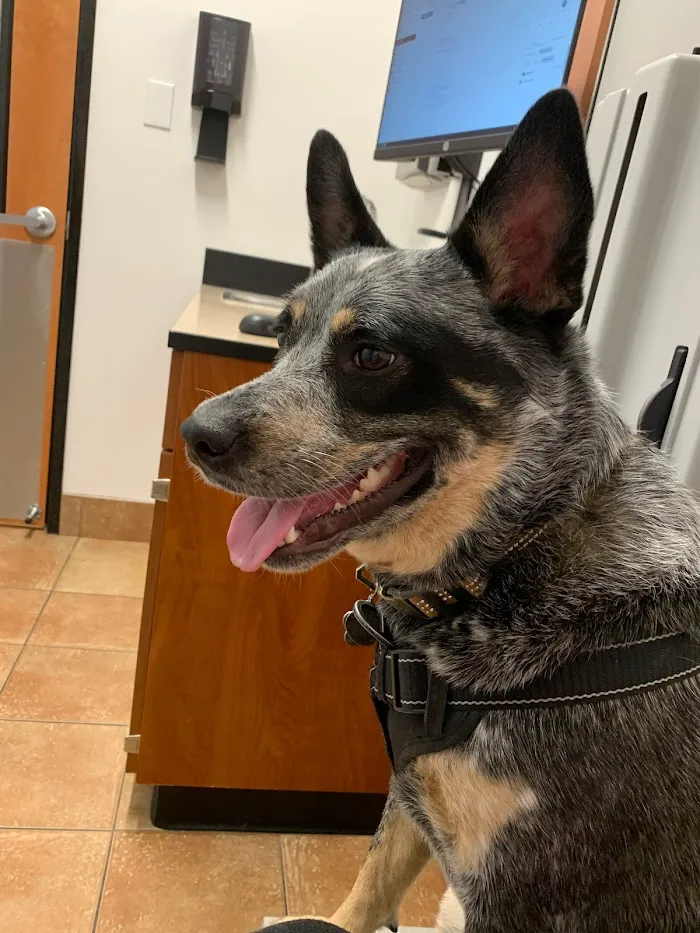 EVS Pet Urgent Care Of Kissimmee 8