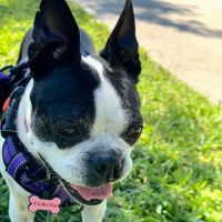 EVS Pet Urgent Care Of Kissimmee ico