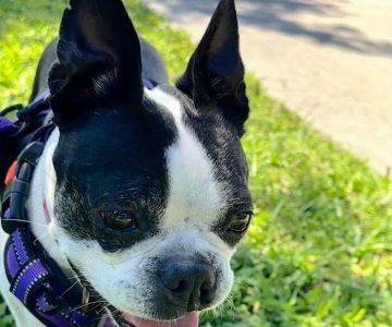 EVS Pet Urgent Care Of Kissimmee
