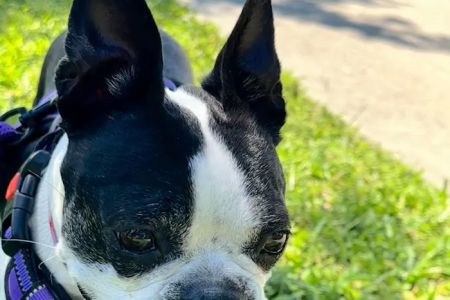 EVS Pet Urgent Care Of Kissimmee