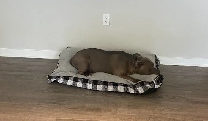 EVS Pet Urgent Care Of Kissimmee 2