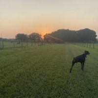 St. Charles Veterinary Hospital ico