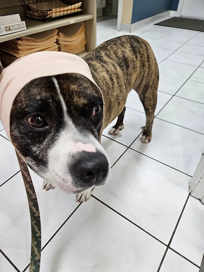 Northgate Animal Clinic 12