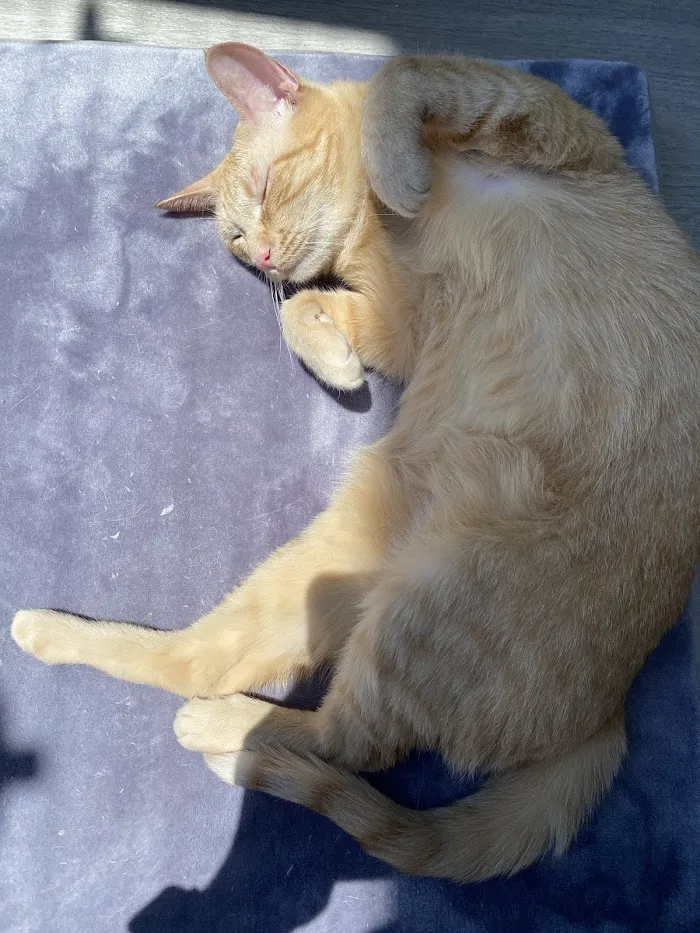 Merritt Animal Clinic 4