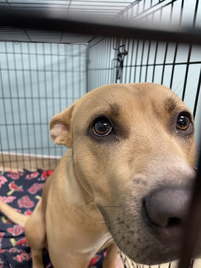 Shamrock Animal Hospital 12