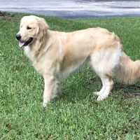 Shamrock Animal Hospital ico