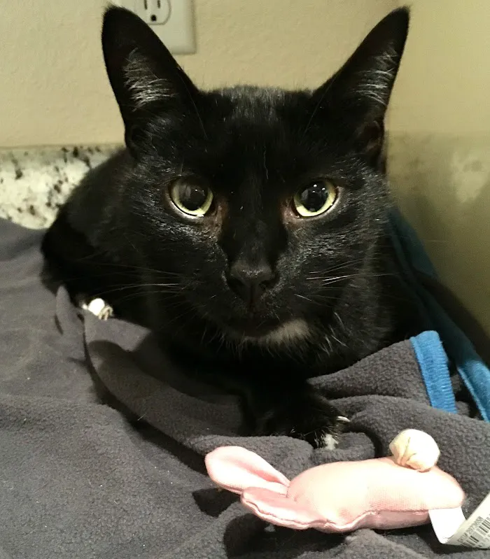 Park Heights Animal Care Center 12
