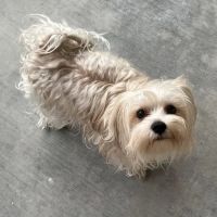Leesburg Veterinary Hospital ico