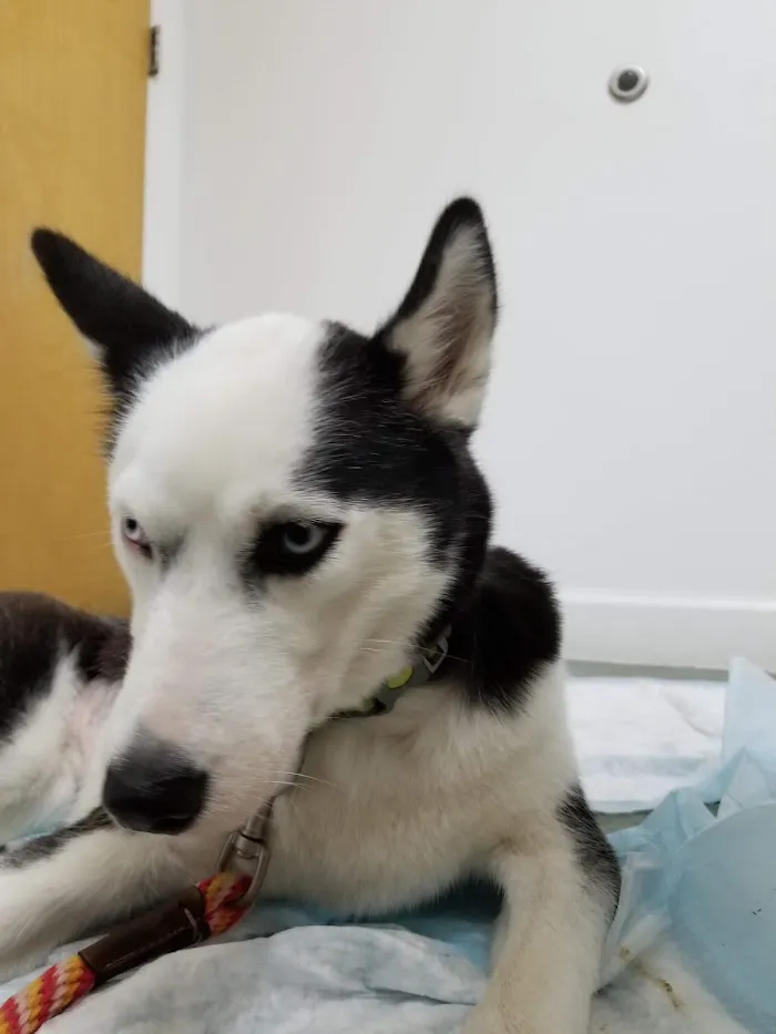 Tavares Animal Hospital 12