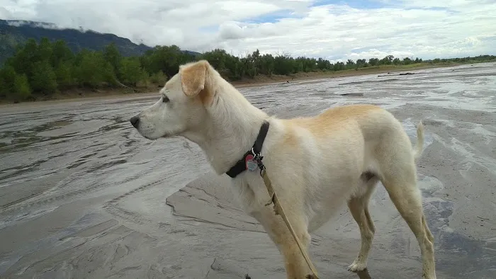 Tavares Animal Hospital 12