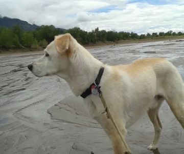 Tavares Animal Hospital