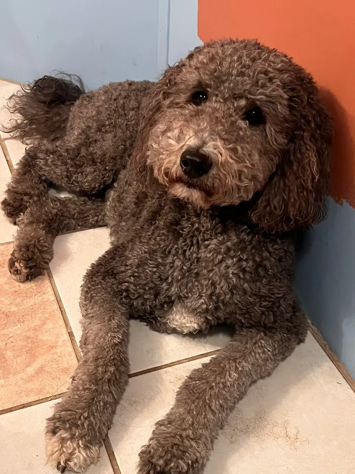 Lake Square Animal Hospital 8