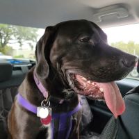 Leesburg 441 Animal Hospital ico