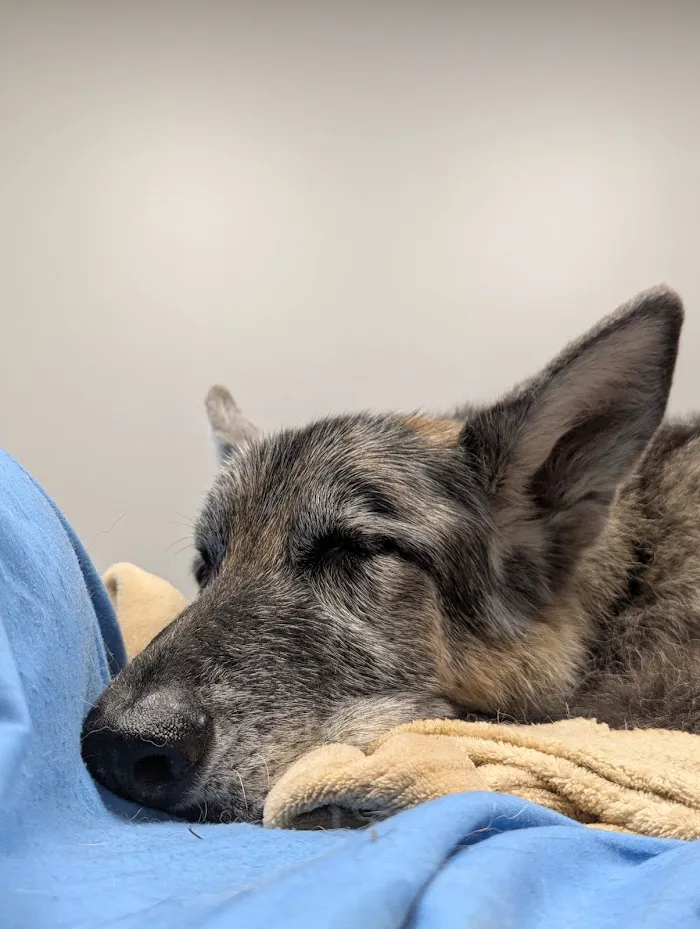 Veterinary Emergency Clinic of Central Florida | Villages , FL 12