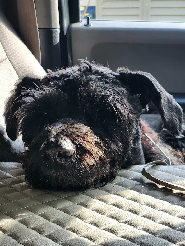 Veterinary Emergency Clinic of Central Florida | Villages , FL 12