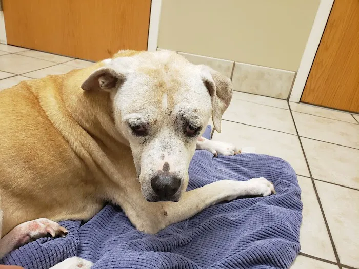 Veterinary Emergency Clinic of Central Florida | Villages , FL 12