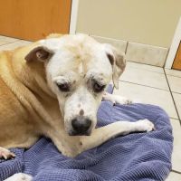 Veterinary Emergency Clinic of Central Florida | Villages , FL ico