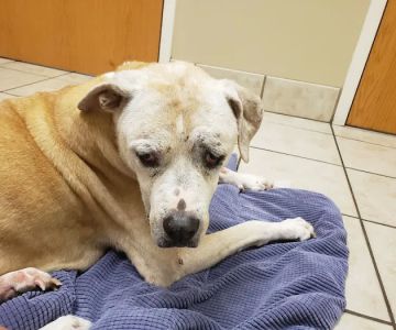 Veterinary Emergency Clinic of Central Florida | Villages , FL
