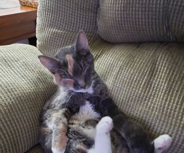 Seminole Springs Veterinary Clinic