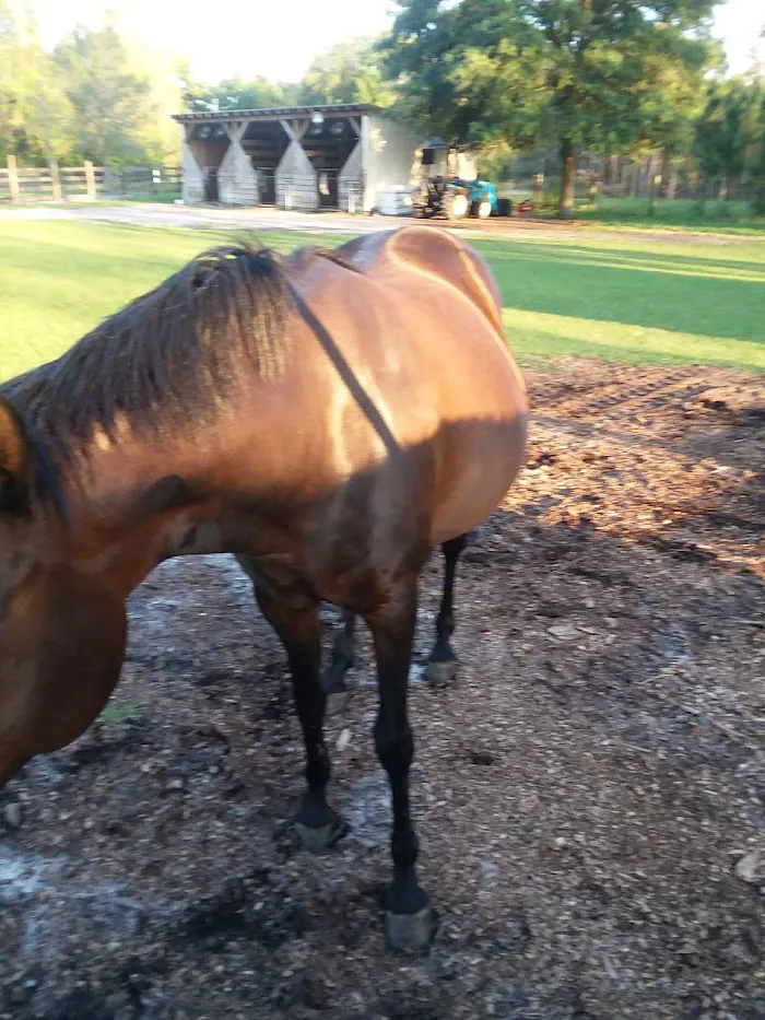 Equine Performance Vet Practice 6