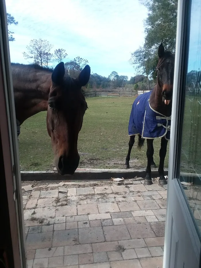 Equine Performance Vet Practice 4