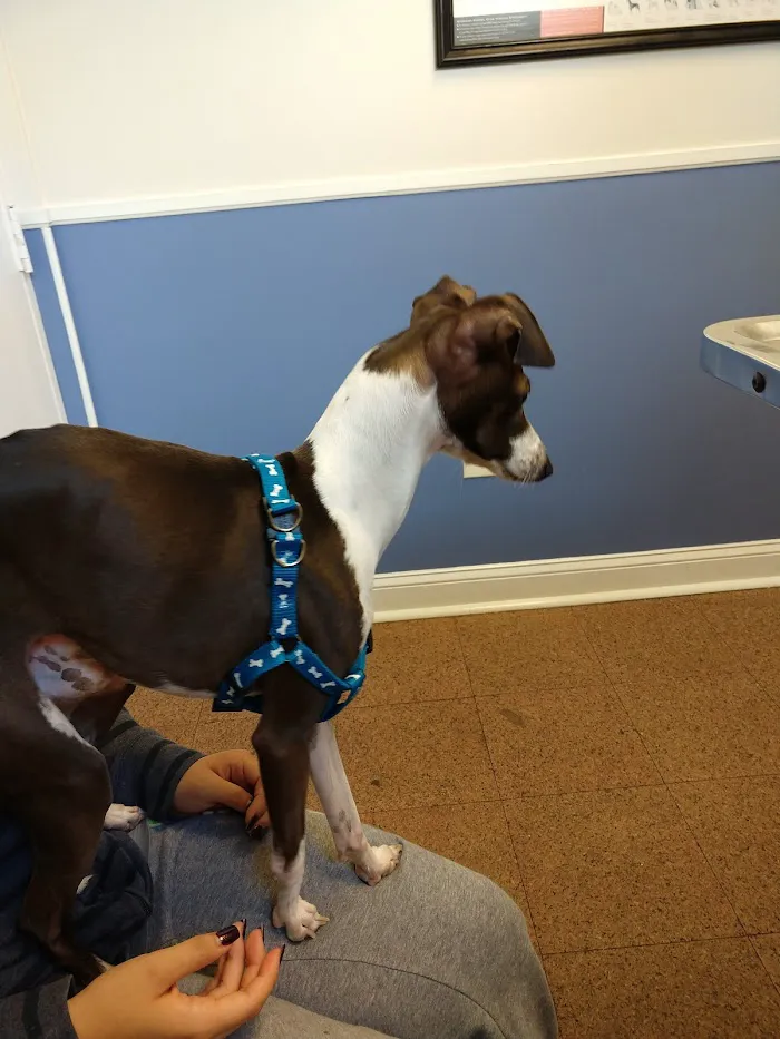 Kindred Spirits Animal Clinic 6