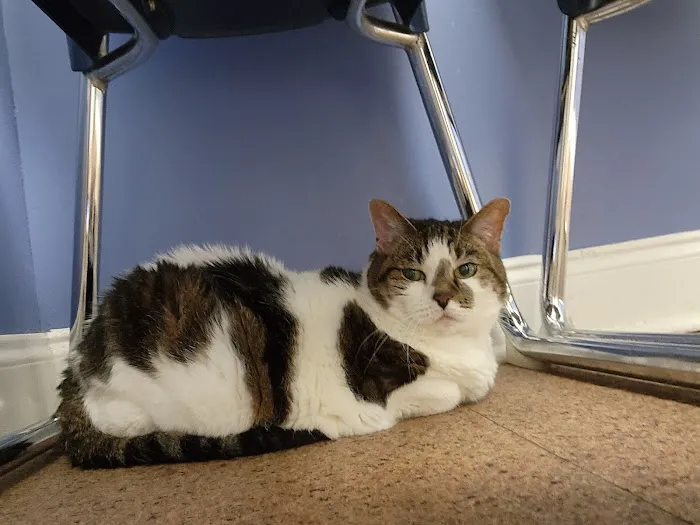 Kindred Spirits Animal Clinic 5