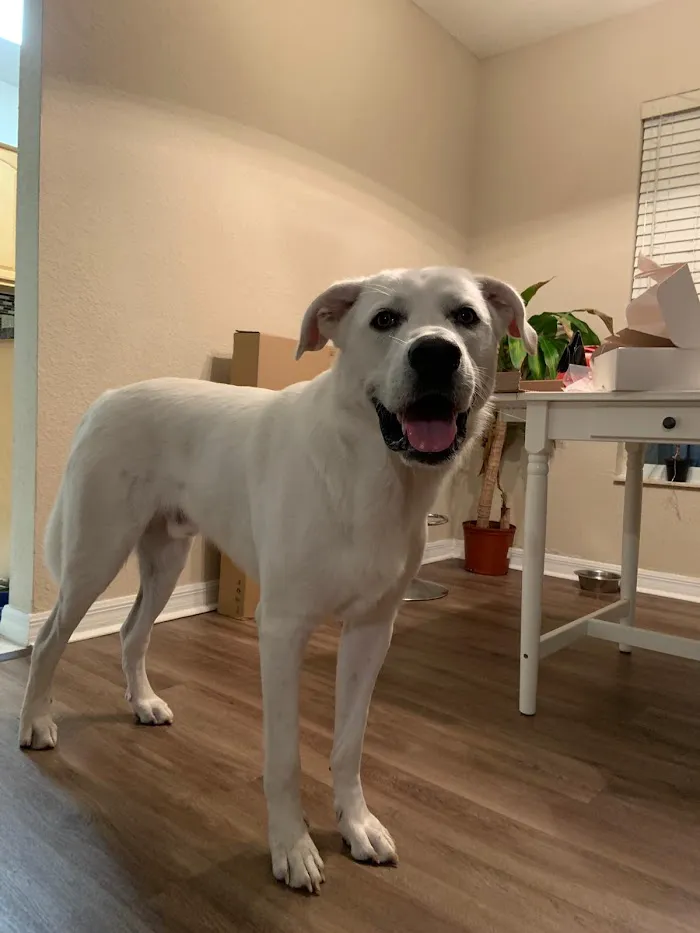 Kindred Spirits Animal Clinic 4