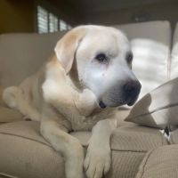 Atlantic Veterinary Clinic ico