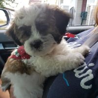 Reunion Veterinary Hospital ico