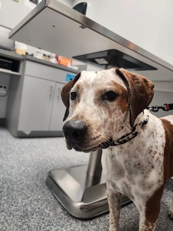 Crystal Creek Animal Hospital 12
