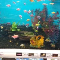 Vet Wellcare Vaccinations Clinic at Pet Supermarket ico