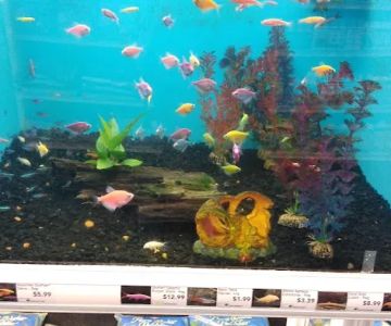 Vet Wellcare Vaccinations Clinic at Pet Supermarket