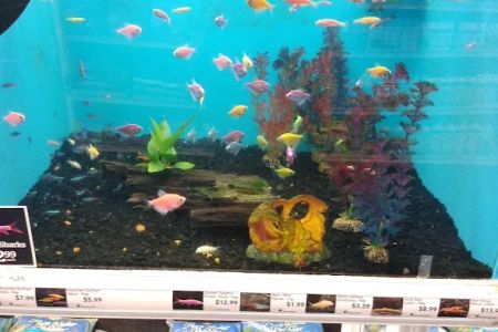 Vet Wellcare Vaccinations Clinic at Pet Supermarket
