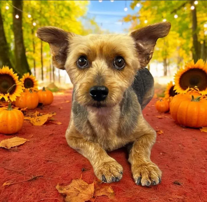 Vineland Animal Hospital 12