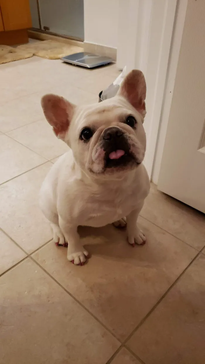 Vineland Animal Hospital 12