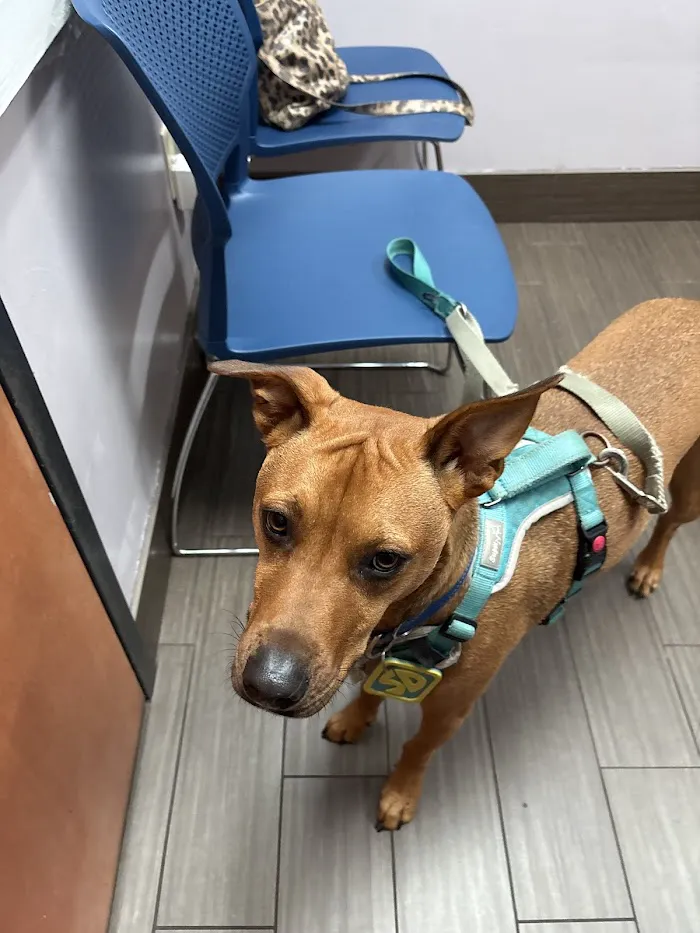 Forever Vets Animal Hospital 12