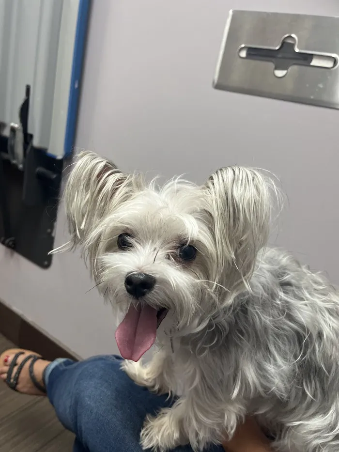 Forever Vets Animal Hospital 12