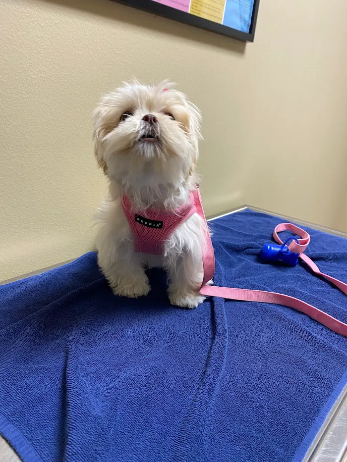 Williamsburg Veterinary Clinic 12