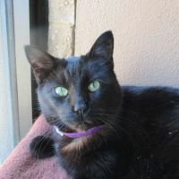 Williamsburg Veterinary Clinic ico