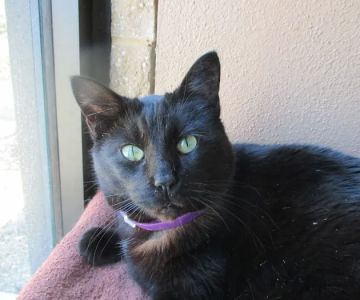 Williamsburg Veterinary Clinic
